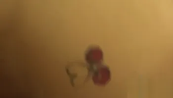 Bella Rose Creampie