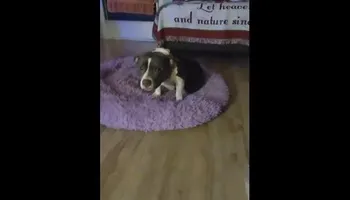 Pocket Bully Wants To Be Famous