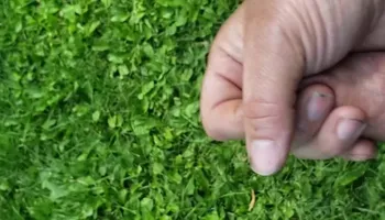 Hard in the yard