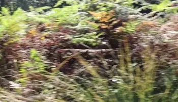 RISKY NUDE Walk (caught) 4K